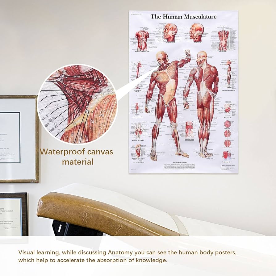 Amazon.co.jp: 人体解剖学ポスター 2パック 人間の筋肉 + 人間の骨格