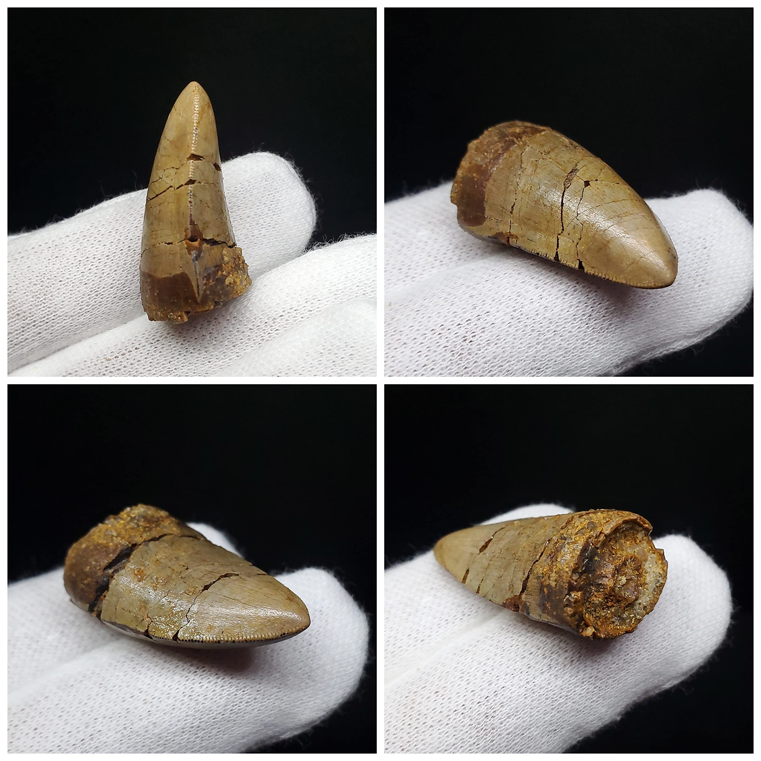 Amazon | 【化石専門店 LOLO】博物館級 メガロサウルス 恐竜 歯 化石