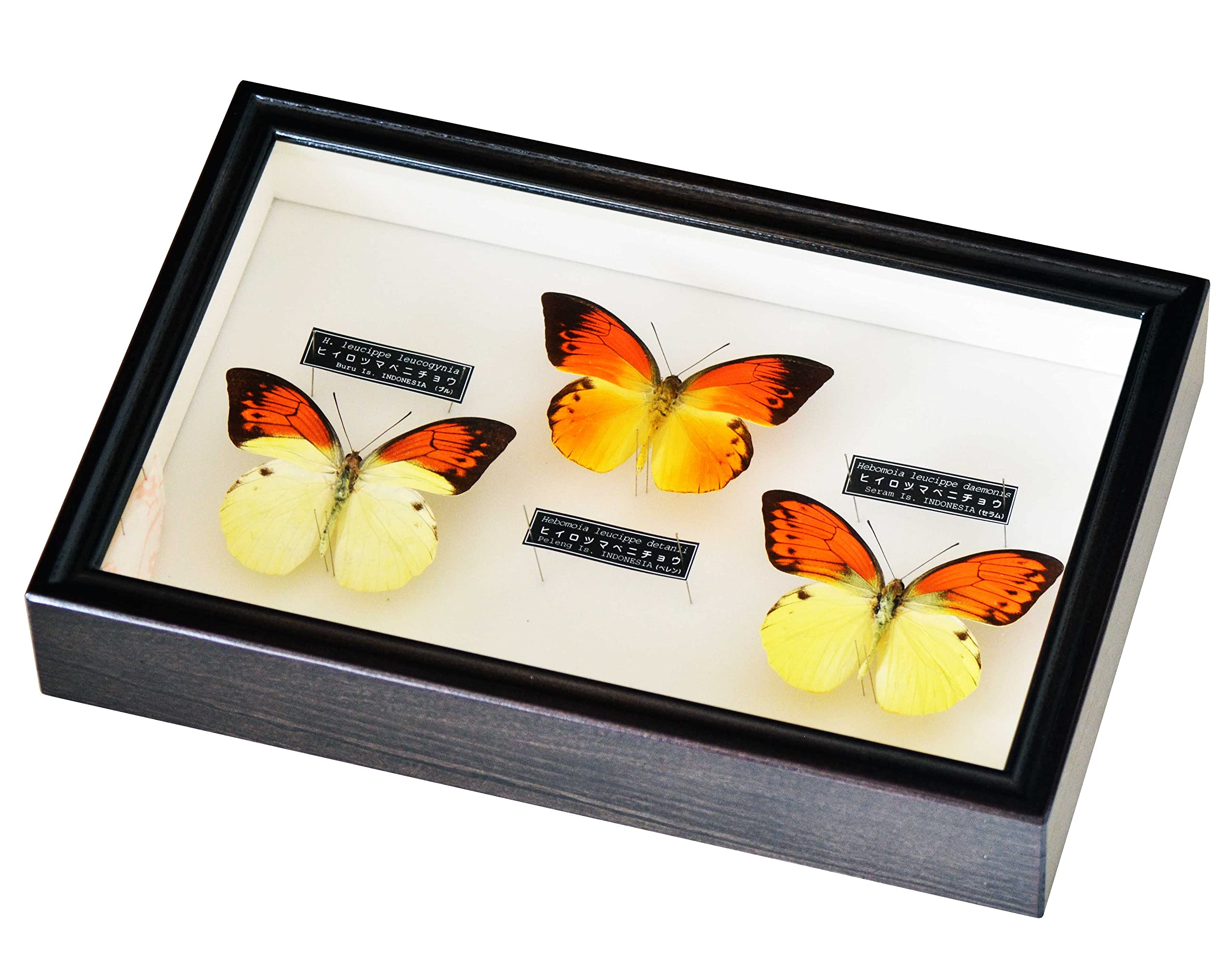 □ 外国産蝶標本 ヒイロ(デタニ)ツマベニチョウ A-♂ ペレン島 産 野外