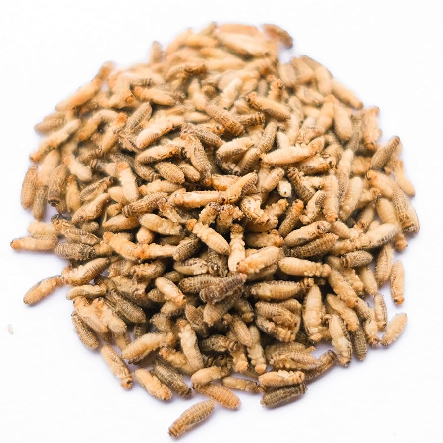 ☆合鴨なつお君様専用☆冷凍コオロギ1kg M・Lサイズ フタホシコオロギ