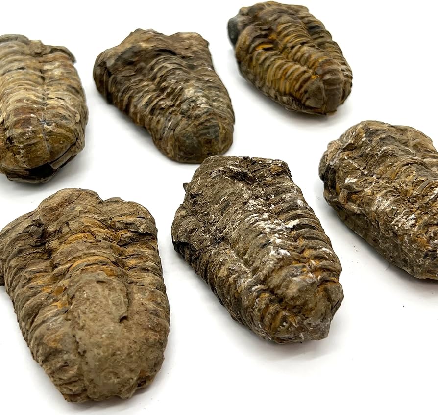 Amazon | つくしサイエンス 三葉虫 化石 恐竜 本物 古生代 モロッコ産