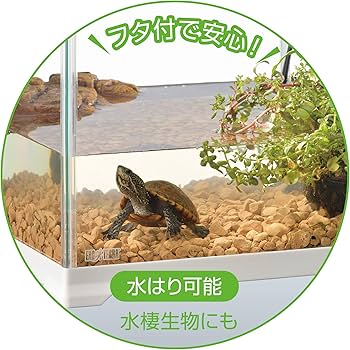 Amazon | エキゾテラ GEX EXOTERRA レプテリアホワイト300CUBE High