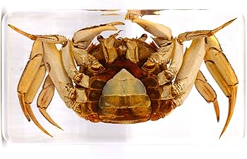 Amazon | [透明標本制作所]樹脂封入 標本 カニ Dタイプ 蟹/本物/生物