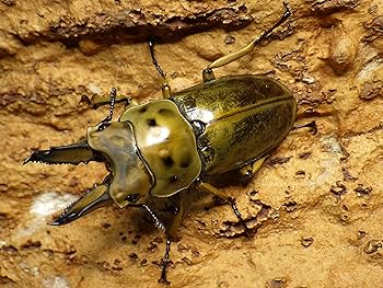 Amazon | プレミアムドルクス 【タイ産】オウゴンオニクワガタ56mm