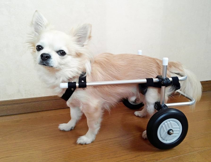 Amazon | ペット 小型犬 2輪 歩行器 車いす カート チワワ ダックス