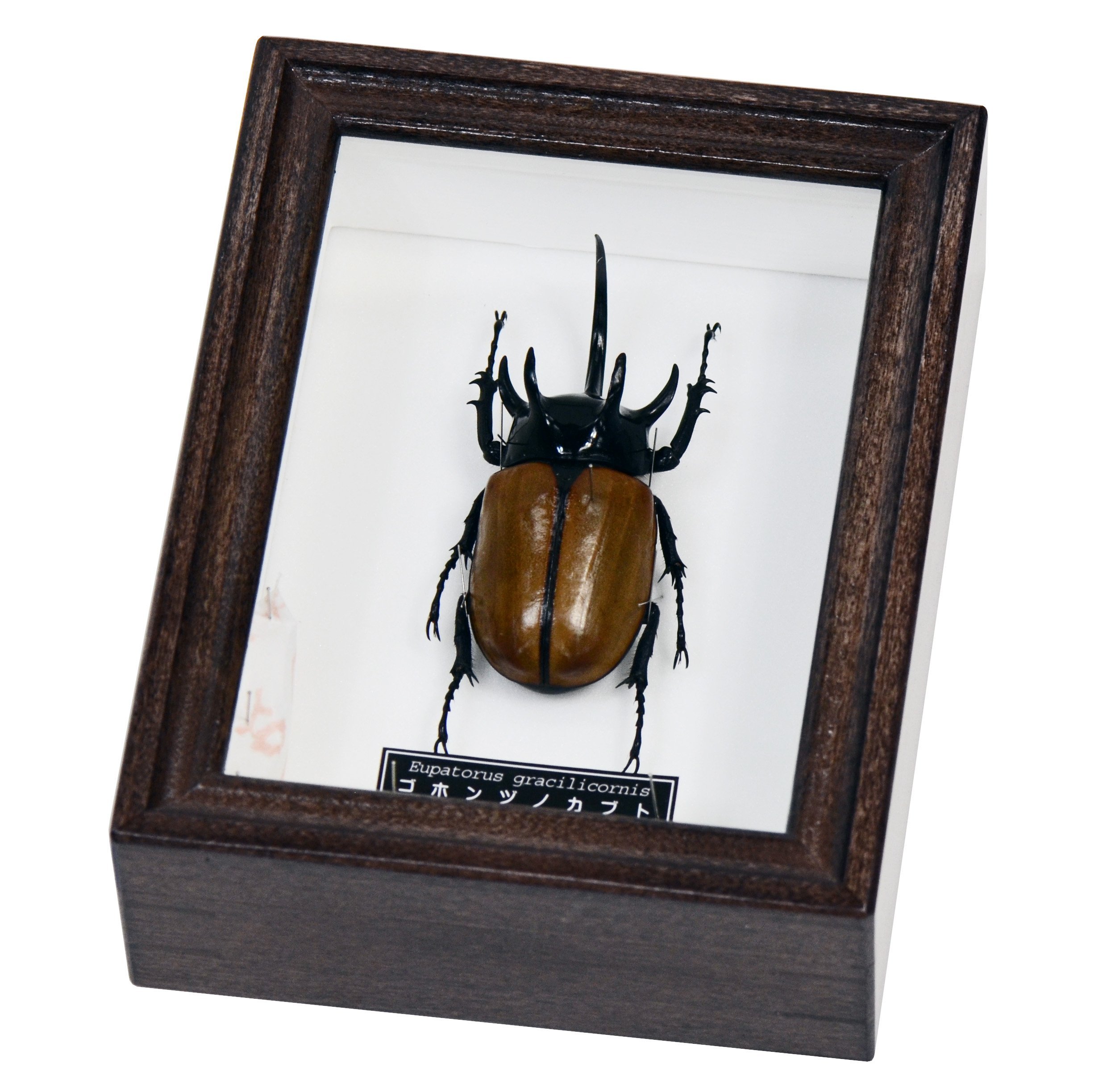 Amazon | 五本角が格好いいカブトムシ 名和昆虫博物館 企画・製作