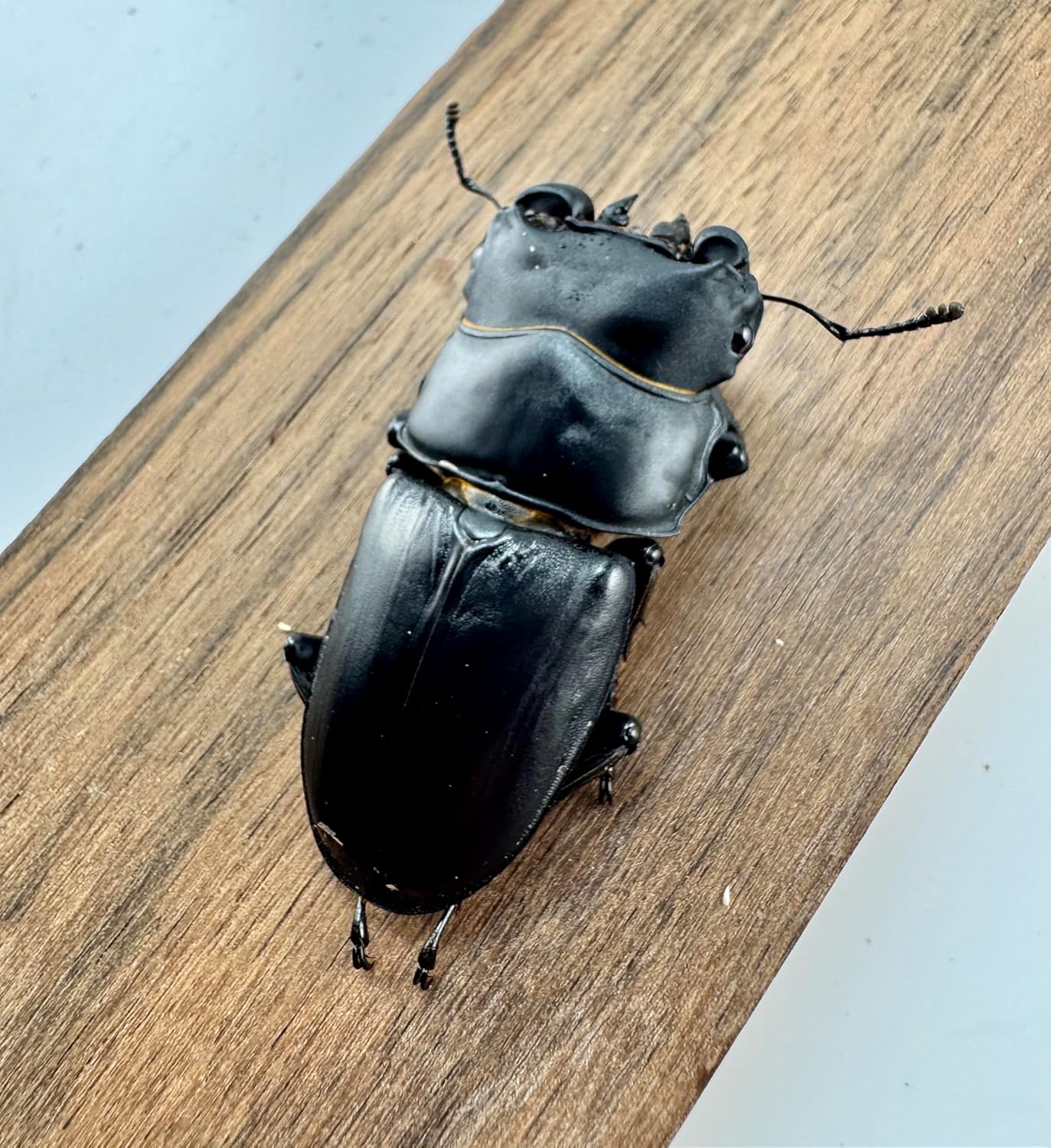 超 マンディブラリス ×リノケロス ハイブリッド 交雑種 標本 約78