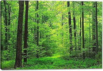 Amazon.co.jp: 森林 アートパネル 太陽の光 ポスター 壁掛け 自然 風景