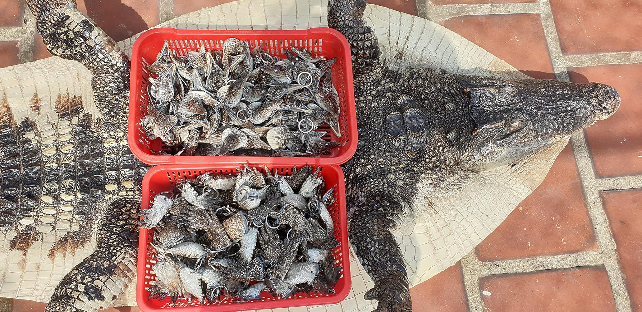 Amazon.co.jp: 4本物クロコダイル足ワニ爪ヘッドキーチェーン 8cm ワニ