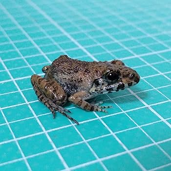 Amazon | 冷凍餌 10匹 餌用カエル ヌマガエル エサ用 急速冷凍 ヘビの