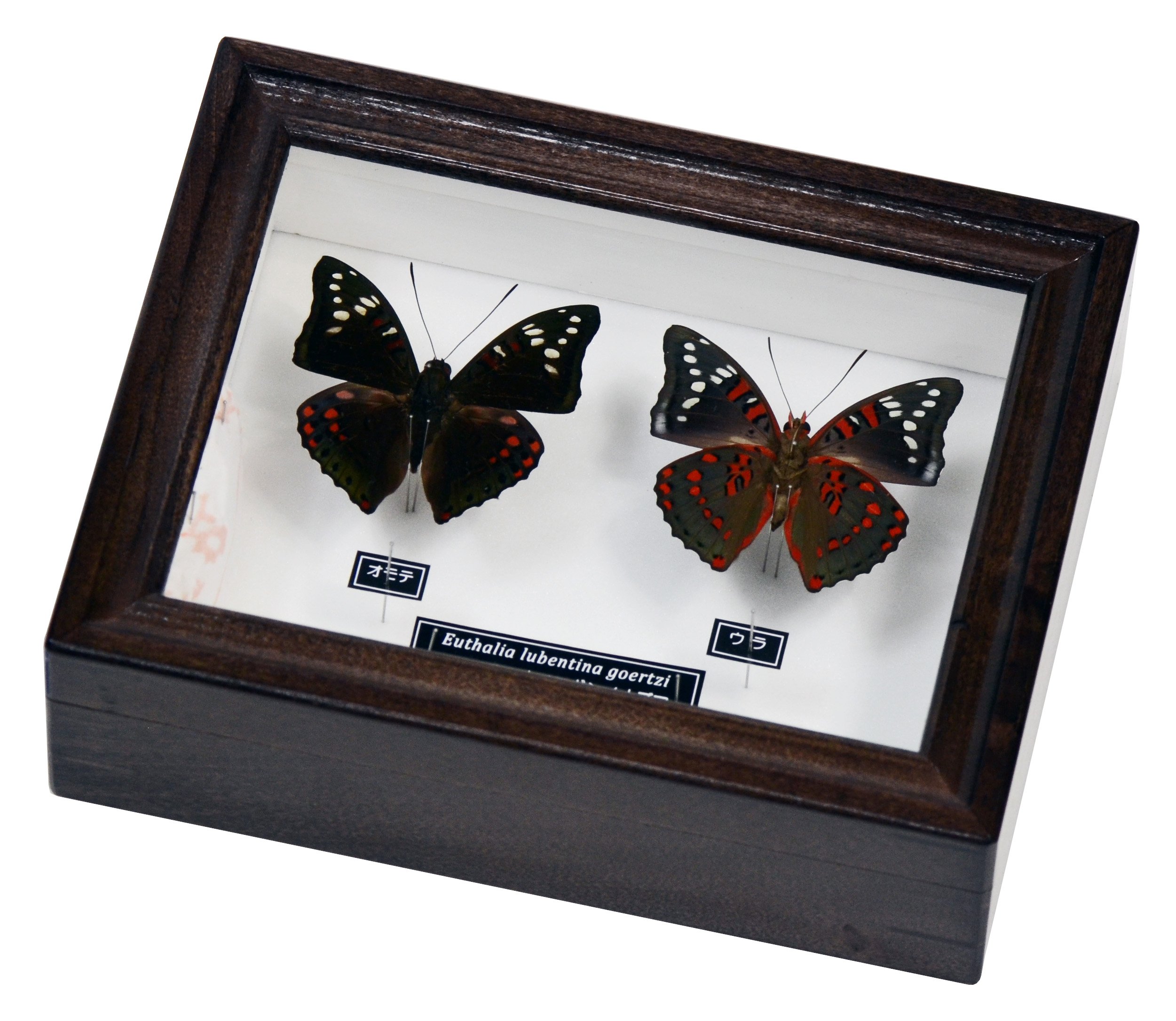 蝶標本 ゼフィルス及びセセリチョウ科22種。大型ドイツ標本箱二箱入り