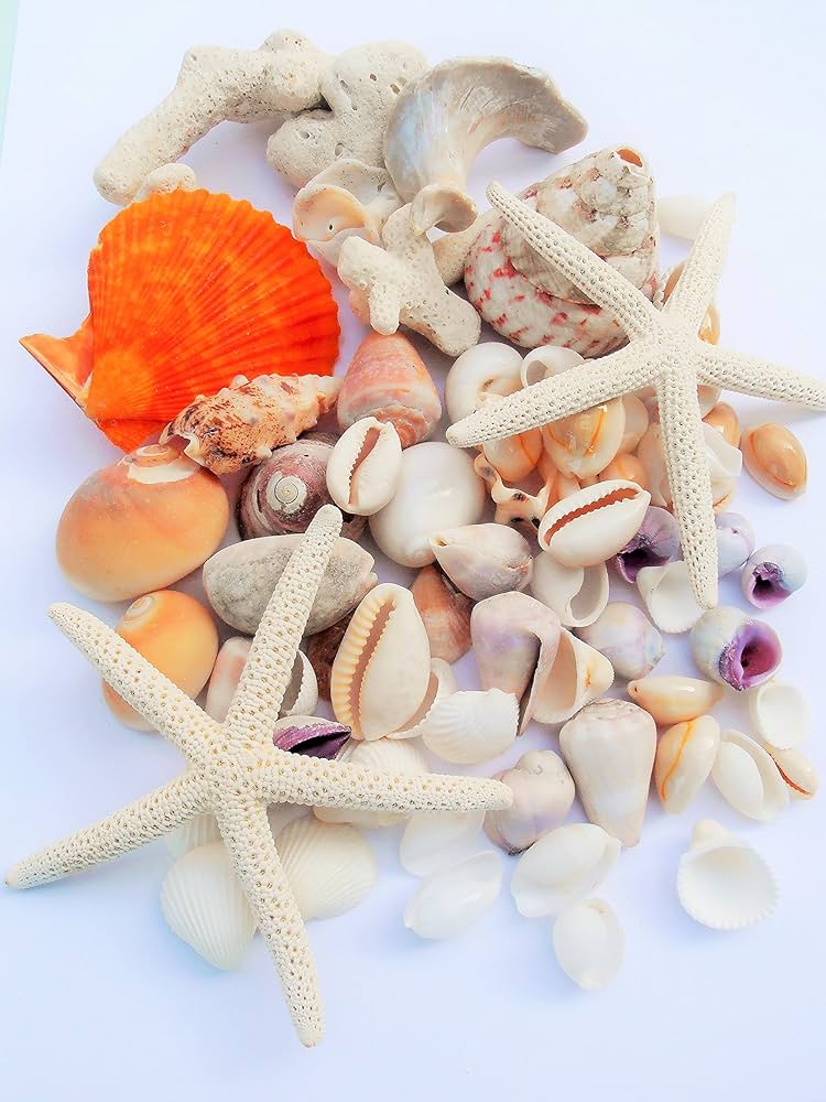 Amazon.co.jp: 天然素材ヒトデ・サンゴ・色々な貝殻セット ナチュラル