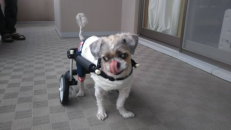 Amazon.co.jp: 犬用車椅子 歩行器 小型犬用 オーダーメイド 2輪 室内