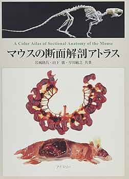 ラットの断面解剖アトラス 41wNWBv8lBL.jpg_BO30,255,255,