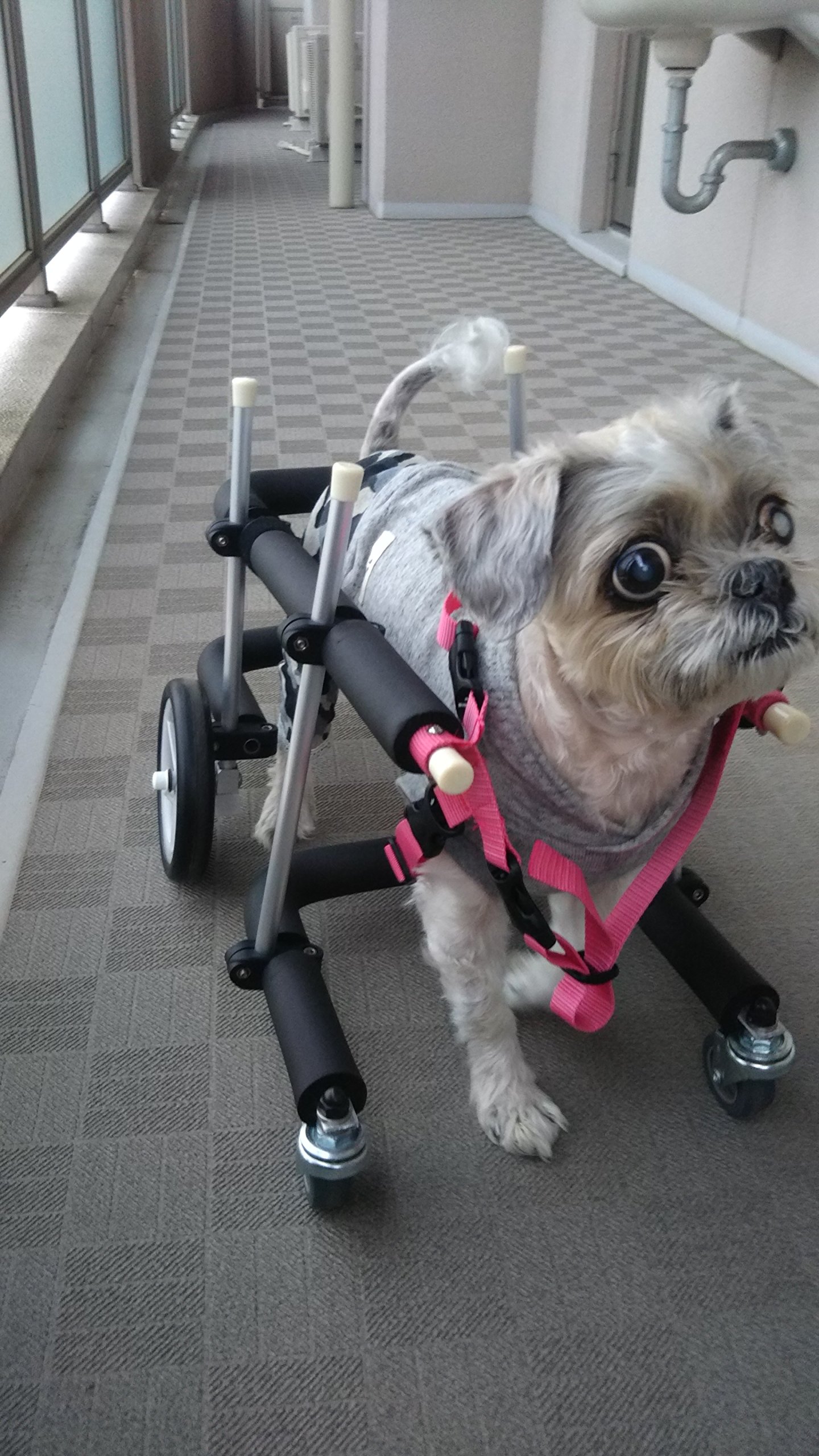 Amazon.co.jp: 犬用車椅子 歩行器 小型犬用 オーダーメイド 4輪 室内