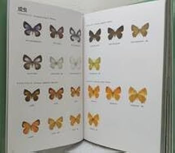 Amazon.co.jp: 自□ 大倉舜二 ゼフィルス24 日本産ミドリシジミ類24種