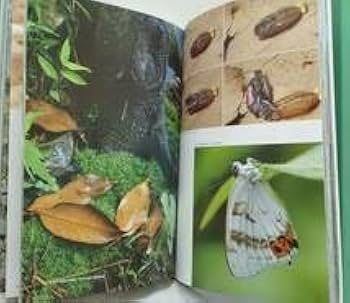 Amazon.co.jp: 自□ 大倉舜二 ゼフィルス24 日本産ミドリシジミ類24種