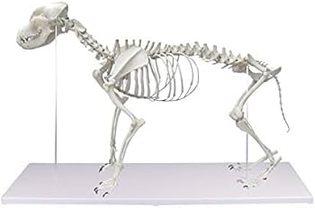 Amazon.co.jp: ERLER ZIMMER (エルラージマー社) 犬 骨格模型 標本
