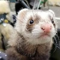 Amazon | エイト イン ワン (8 in 1) 8in1フェレットバイト・ビタミン