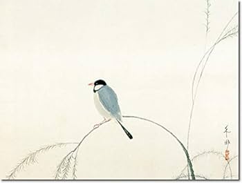 Amazon.co.jp: 掛け軸 掛軸 文鳥(ぶんちょう) 速水御舟 尺五横 床の間