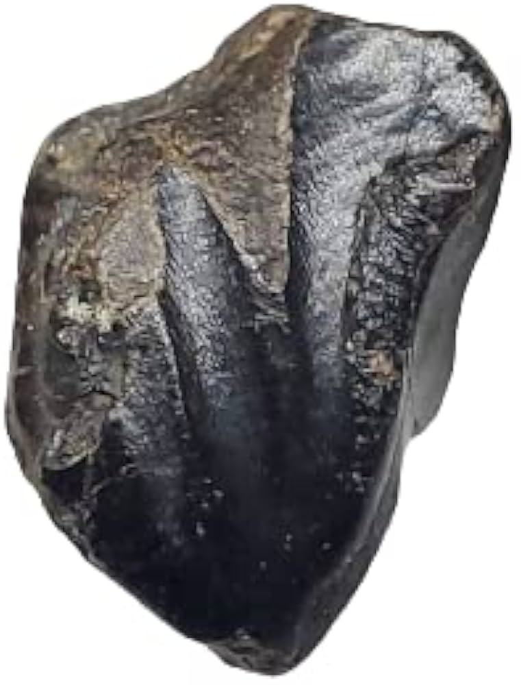 恐竜の歯 [DS398] パロニコドン 化石 希少 レア