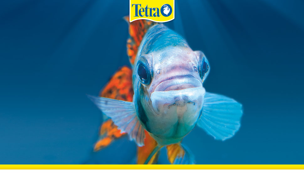 Amazon.co.jp: テトラ (Tetra) ディスカス 300g ディスカスの主食