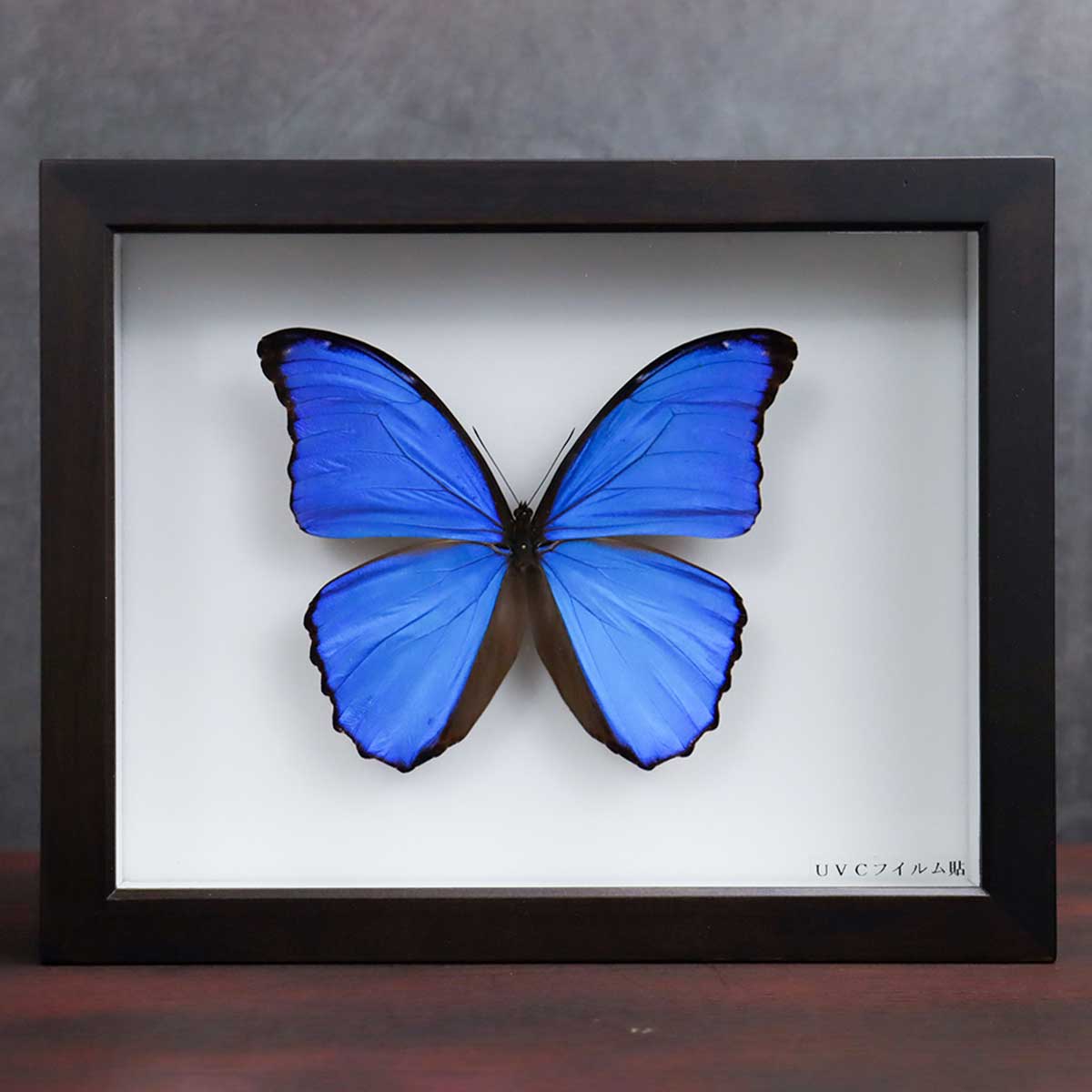 北海道特産種の蝶 標本 北海道特産種の蝶 標本 【公式通販】