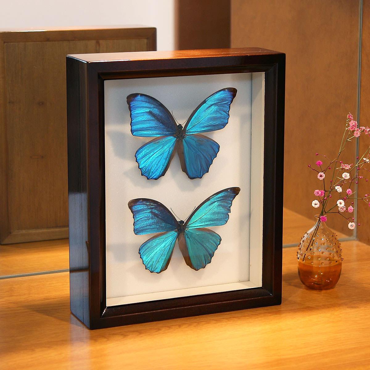 プラチナコガネ8頭ドイツ箱セット