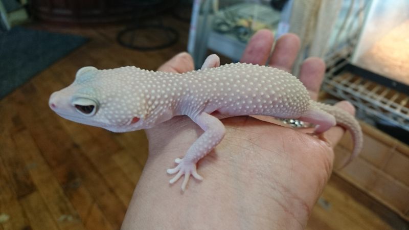 ヒョウモントカゲモドキ ブレイジングブリザード♀ - アニマルまめお