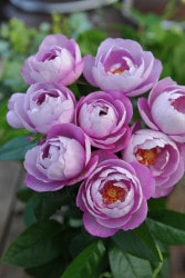 2312 專用 (その2) 确認用 10点+バラ売り9点 2312 專用 (その2) 确認用