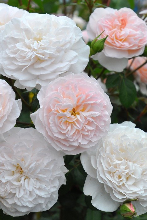 大苗】バラ苗 ぽぽぽちーく 国産苗 6号鉢植え品［契約品種］《IR-IRO3