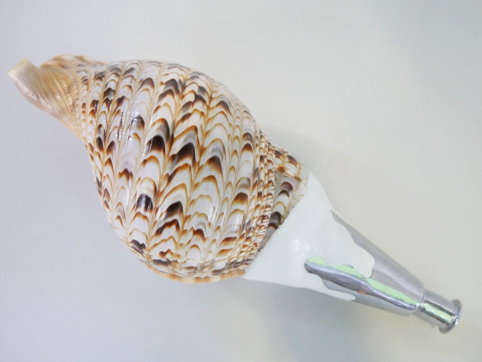 法螺貝・歌口付 サイズ35cm-37cm 真言タイプ | 鳴り物,法螺貝 通販なら