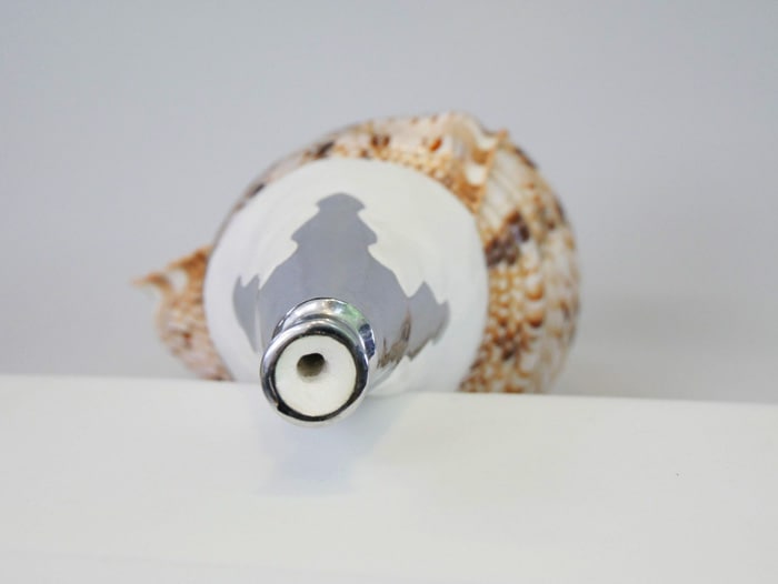 法螺貝・歌口付 サイズ41cm-43cm 真言タイプ | 鳴り物,法螺貝 通販なら