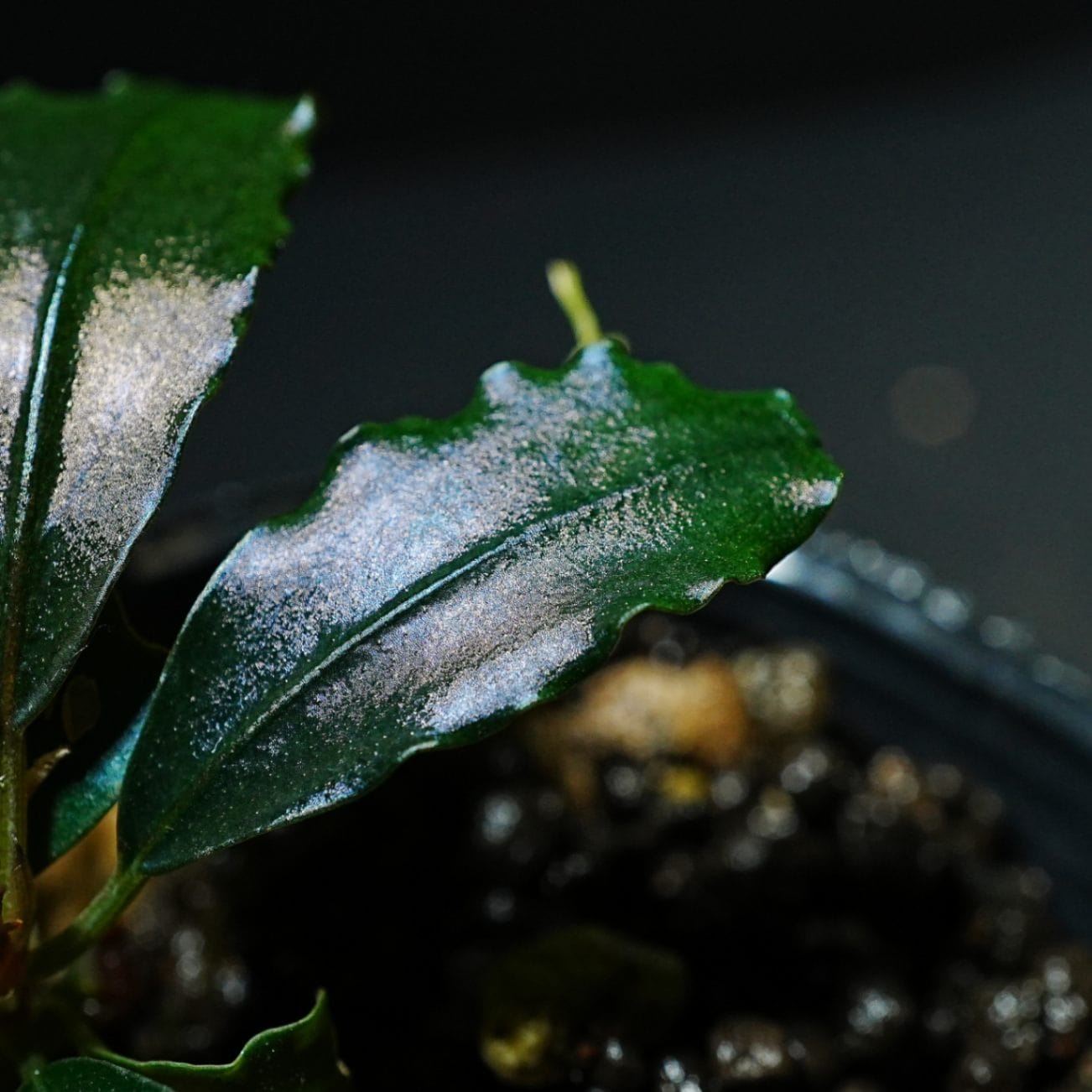 水草 Buce sp. Upperpearl midnight blue Bucephalandra sp