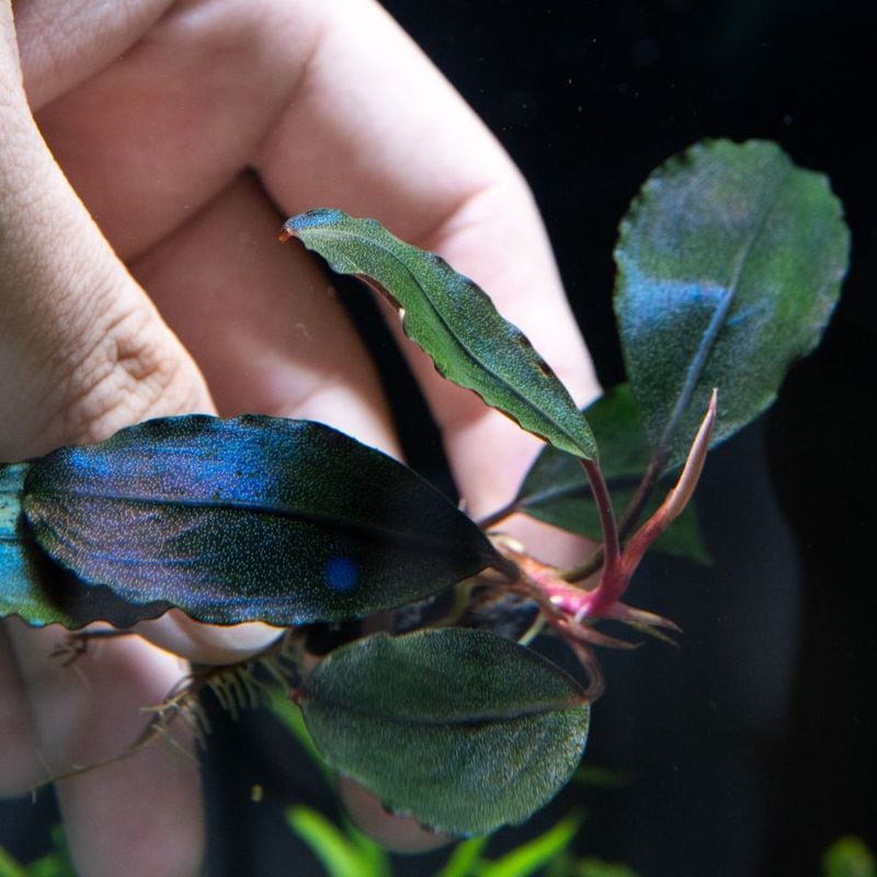 ブセファランドラ sp.ロイヤルラウンドメタリック 水上葉1株 【公式通販】