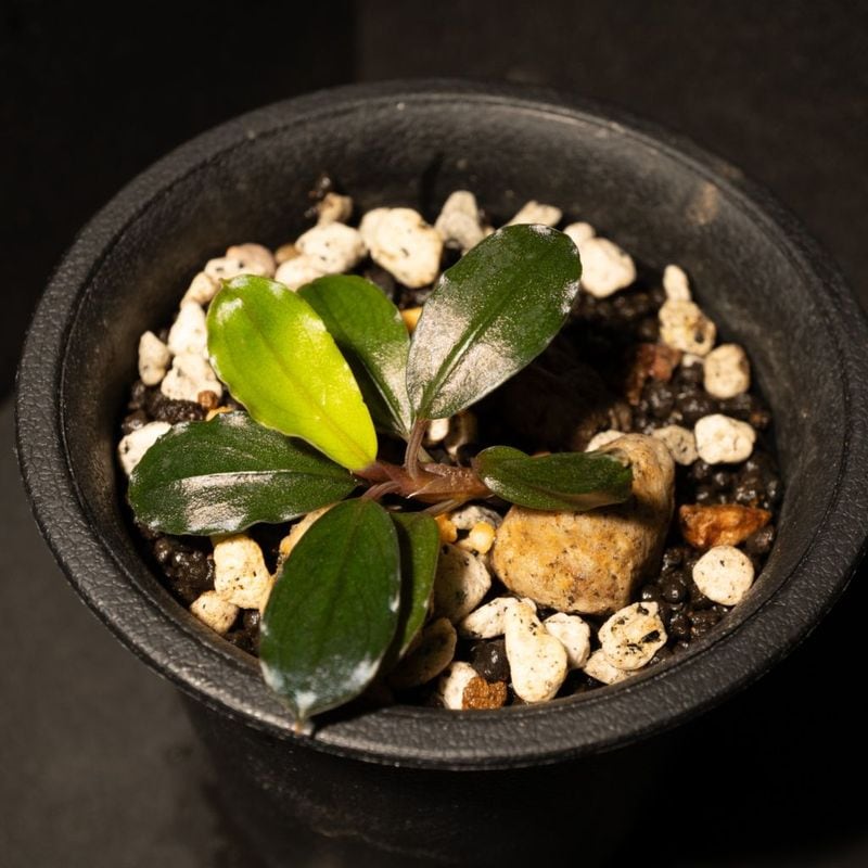 ブセファランドラsp.ヘレナ2013大株付き・活着済み ブセファランドラsp