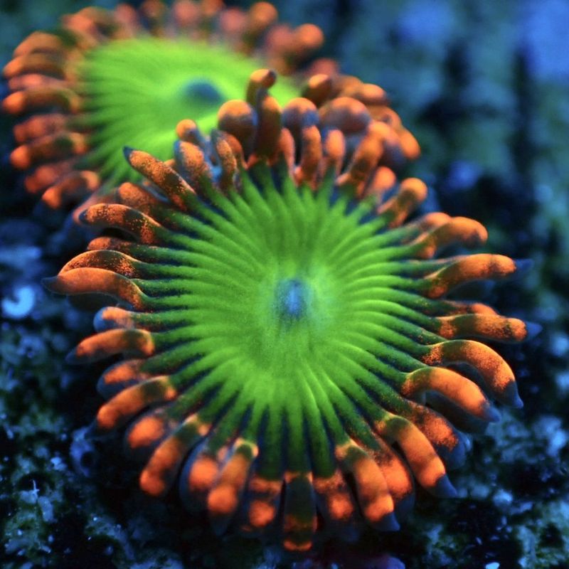 マメスナ 6種類セット マメスナ 6種類セット マメスナ7種類 マメスナ6