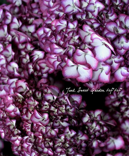 紫陽花　美品 楽天市場】山アジサイ苗 美里桜(ミサトザクラ) 3.5号苗（i05） : 千草園芸