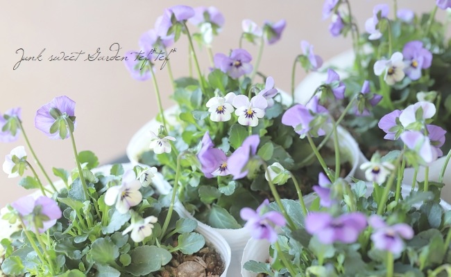 ○ビオラ・ビオレッタ 『ミスティックブルー』 | すべての商品