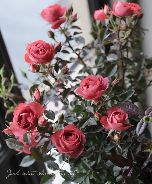 薔薇柄ペイントとピンクのグラデーションのミニカフェテーブルH30cm