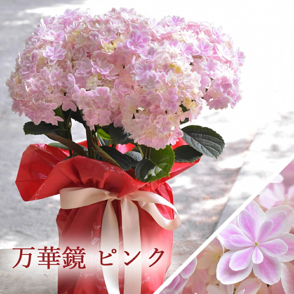 2025年 母の日ギフト 】 アジサイ 鉢植え 5号鉢 島根の稀少品種 紫陽花