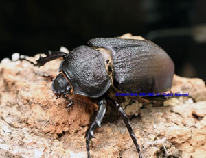 2018年WILDからの メガソマ・最高峰!! ヤヌスヤヌスゾウカブト 3令ペア