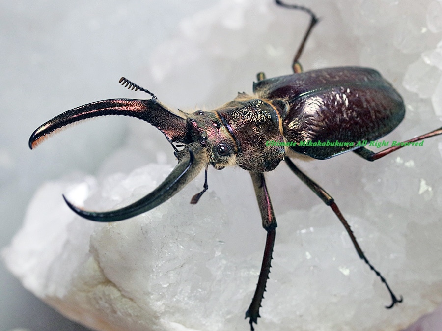 2023,6/28 新着WILD 浅草導夢!! 南米ペルー便 新産地ワヌコのフェイス