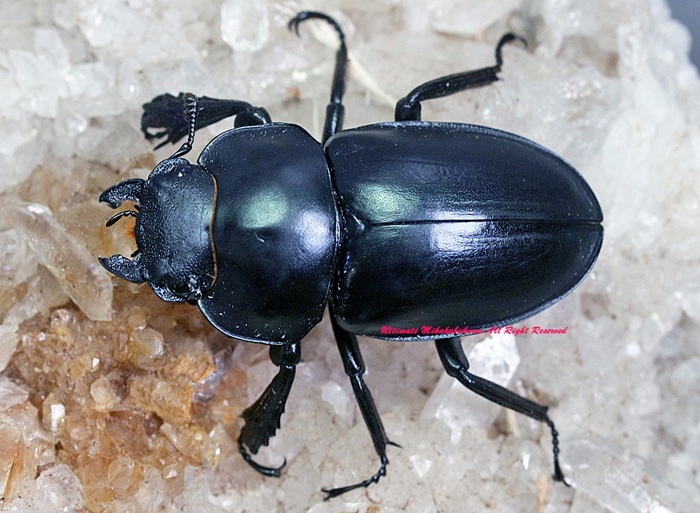 ブラジル産 デュポンカラカナヒナカブト 28mm IMG_2065-300x300.jpg