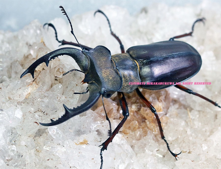 コガシラクワガタ（チリクワガタ） 大型 標本