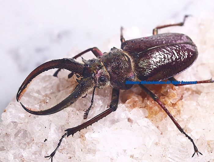 2023,1/24&25 新着WILD 南米ペルー&エクアドル便 フェイスタメルシワ