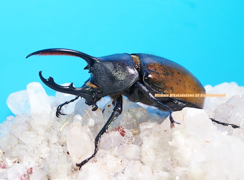 2024,11/20,21 新着WILD 南米エクアドル便 ヘラクレス・オキシデン