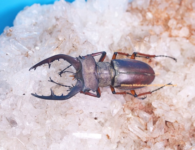 希少 ル−マニア産ヨ−ロッパミヤマ♂野外標本 【公式通販】