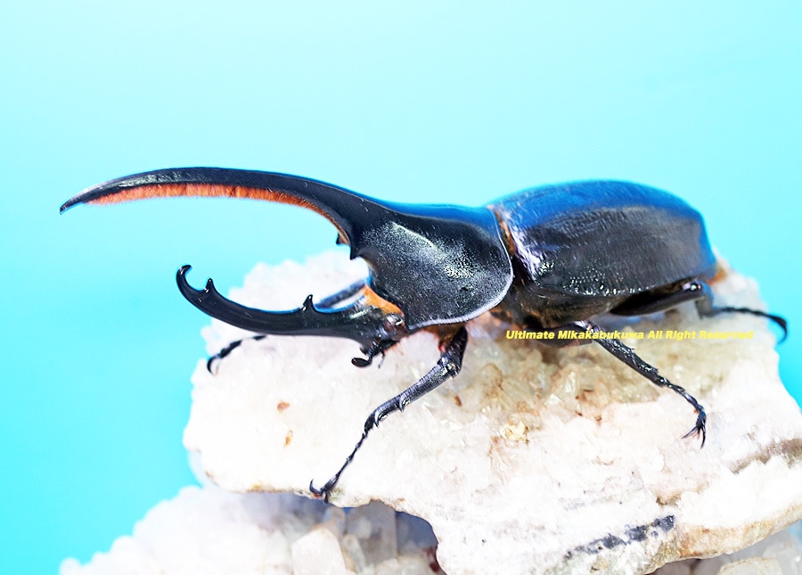 2025,3/11新着WILD 超Ultimate9 南米エクアドル便 ヘラクレス・オキシ