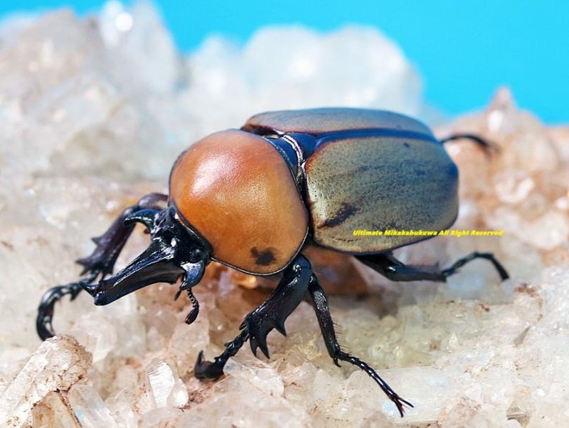 2025,5/3新着WILD 超Ultimate10 南米ペルー便 日本初入荷!! 最高峰